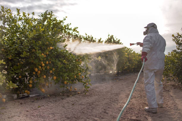 Best Termite Control Services  in Royal Kunia, HI